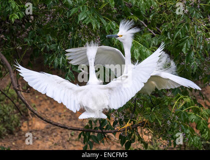 Courtship of snowy egrets (Egretta thula) at rookery, High Island, Texas, USA. Stock Photo