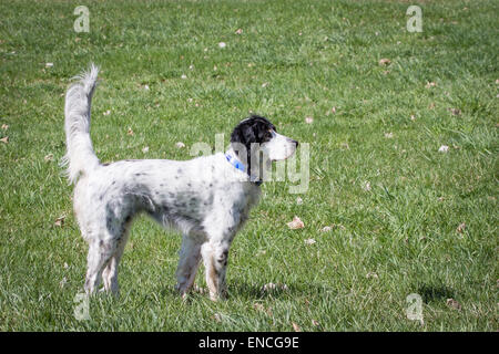 A female English setter on point. Stock Photo