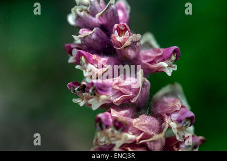 Toothwort, Lathraea squamaria closeup flower of parasitic plant Stock Photo