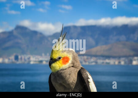 A cockatiel on a cargo ship leaving the port of Cape Town, South Africa, and Table mountain in the background Stock Photo