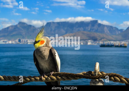 A cockatiel on a cargo ship leaving the port of Cape Town, South Africa, and Table mountain in the background Stock Photo