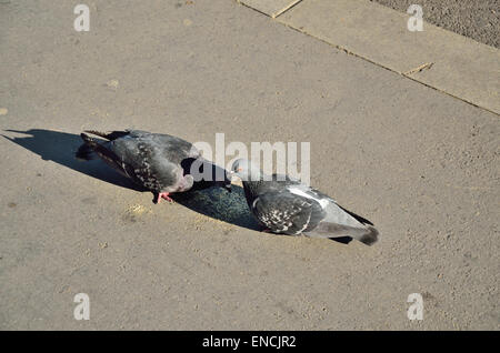 Two pigeons eating bread crumbs on the city pavement Stock Photo