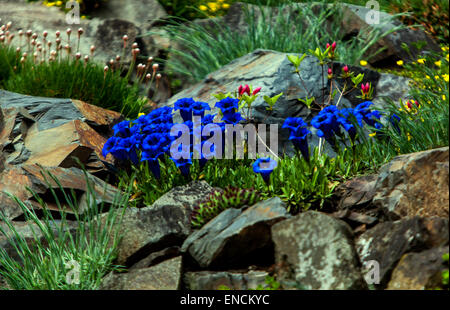 Gentiana acaulis Blue Stemless Gentian garden alpine rockery stone small plants Stock Photo