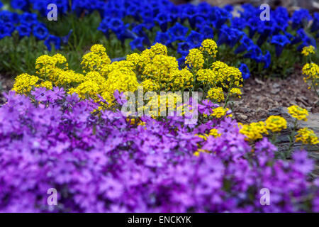 Blue stemless Gentian (Gentiana acaulis) on rock-garden and yellow Aurinia saxatilis Stock Photo