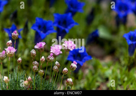 Gentiana acaulis Blue stemless Gentian, Stock Photo