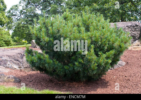 Dwarf Himalayan Pine - Pinus wallichiana 'Nana' Stock Photo
