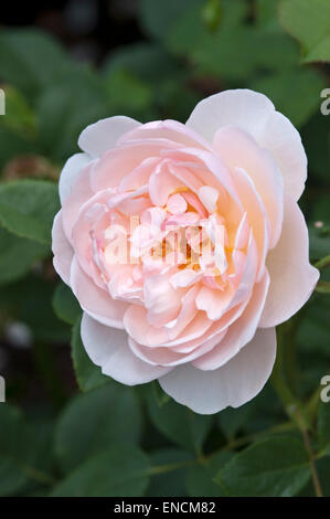 Rosa 'The Shepherdess' Stock Photo