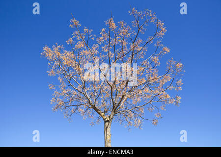 Chinaberry melia tree isolated over blue sky Stock Photo