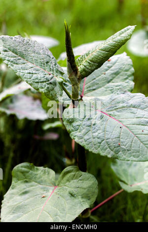 Giant Knotweed, Fallopia sachalinensis Reynoutria sachalinensis, young leaves, invasive plant Stock Photo