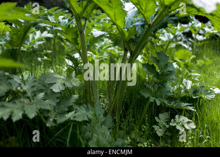 Giant hogweed Heracleum mantegazzianum Stock Photo