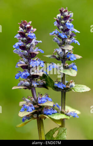 Ajuga reptans, Carpet bugle Ajuga, Blue, Flower, Portrait Stock Photo
