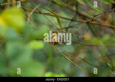 Village Weaver (Plesiositagra ploceus). Female, or hen bird. Amongst foliage and newly built nests suspended fom Bamboo branches Stock Photo