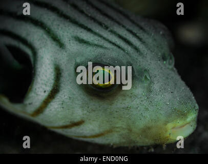 Close-up of a narrow-lined pufferfish Stock Photo