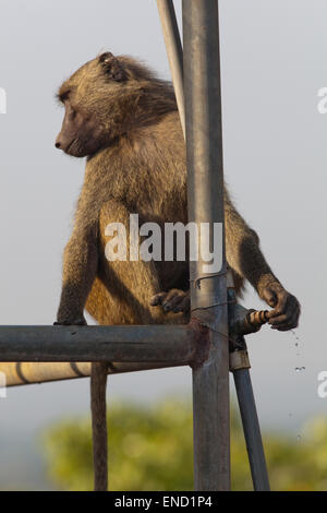 Olive or Anubis Baboon (Papio anubis). Immature animal, taking opportunity to turn a tap from a  water tank to obtain water. Stock Photo