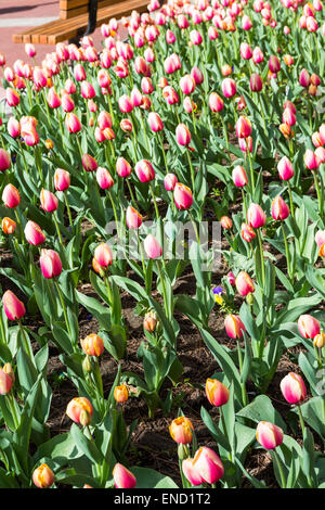 Blooming tulips on Pearl Street Mall, Boulder, Colorado. Stock Photo