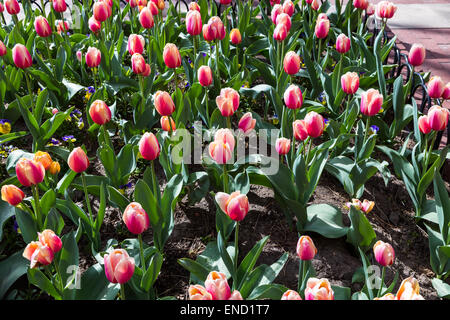 Blooming tulips on Pearl Street Mall, Boulder, Colorado. Stock Photo