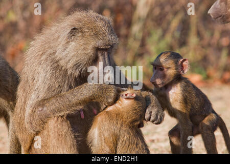 Olive or Anubis Baboon (Papio anubis). Female and two young, grooming. Ghana. West Africa. Bale National Park. Stock Photo