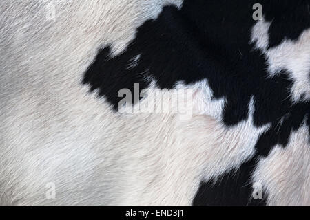 Black And White Hair Cow Skin Real Genuine Natural Fur Free Space