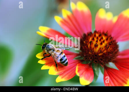 Bright-colored macro shot of Honey Bee on a red and yellow flower against a natural, blurred background. Stock Photo