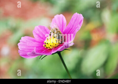 Close up of a Honey Bee extracting nectar from a pink Cosmos flower against a natural, blurred background.