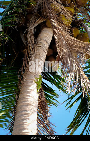 Iguana climbing a palm tree, St Martin Stock Photo