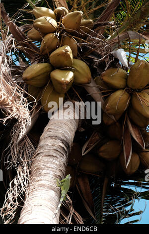 Iguana climbing a palm tree, St Martin Stock Photo