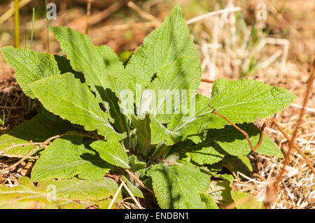 Spring growth of Foxglove, Digitalis, leaves. Stock Photo