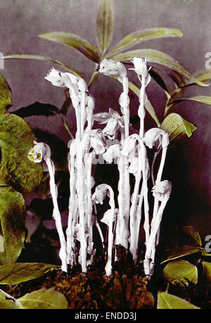 Monotropa uniflora L. - Indian Pipe, Ghost-flower Monotropa uniflora L - Indian Pipe, Ghost-flower Stock Photo