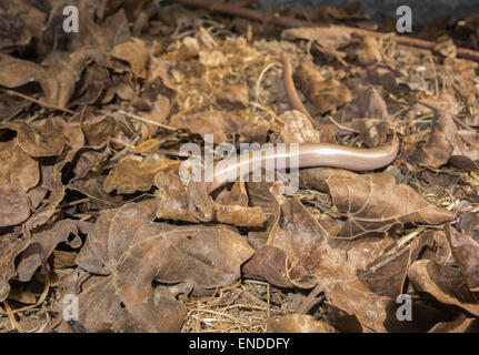 Slow Worm (Anguis fragilis) on a Nature reserve in the Herefordshire UK countryside Stock Photo