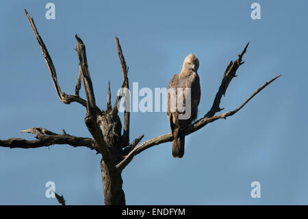 INDIA, Uttaranchal, Corbett National Park, Crested Hawk Eagle, Spizaetus Cirrhatus Stock Photo