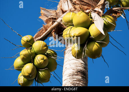 St Barth, St. Barths, Saint-Barthélemy, French West Indies, French Antilles, Caribbean: coconuts hanging on a coconut tree, nature Stock Photo