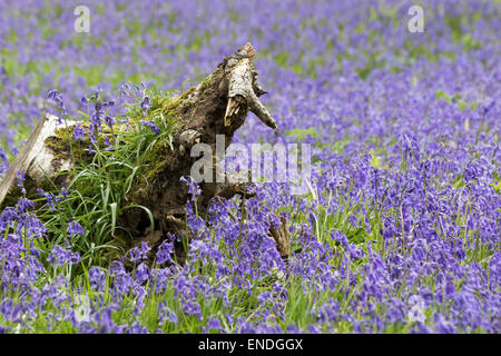 Native bluebells thriving on an uprooted tree trunk Stock Photo