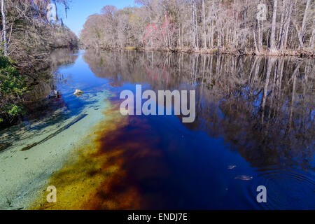Santa Fe River, Ginnie Spring, High Springs, Gilchrist County, Florida, USA, United States Stock Photo