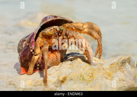 A colorful hermit crab on a sandy beach, Zanzibar Stock Photo