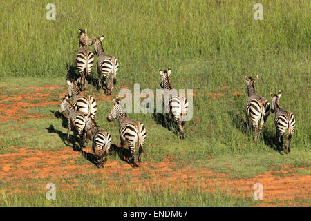 Aerial view of Hartmanns Mountain Zebras (Equus zebra hartmannae) in grassland, South Africa Stock Photo