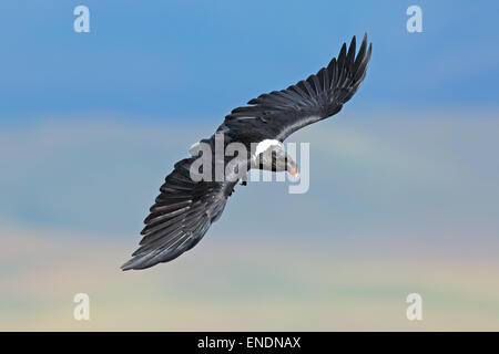 A white-necked raven (Corvus albicollis) in flight, South Africa Stock Photo