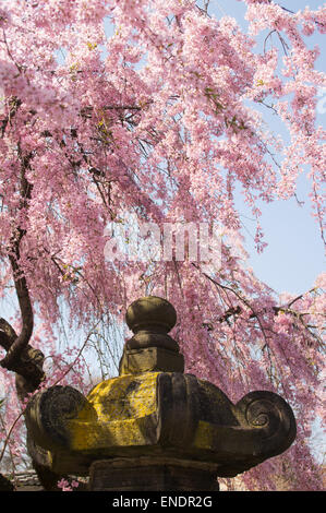 Spring blossom above Japanese sculpture in Brooklyn Botanic Garden, NYC, USA Stock Photo