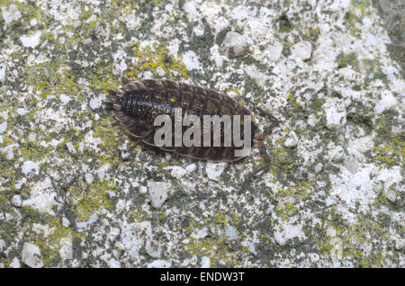 Pill-bug (Isopoda) wandering on a rock Stock Photo
