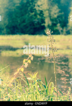 Vintage style small pond in the middle of forest Stock Photo