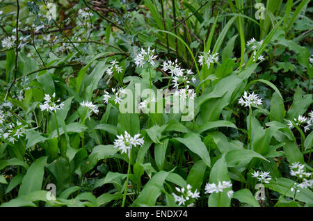 Wild Garlic Ramsons scientific name Allium ursinum Stock Photo