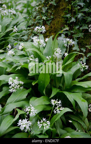 Wild Garlic Ramsons scientific name Allium ursinum Stock Photo