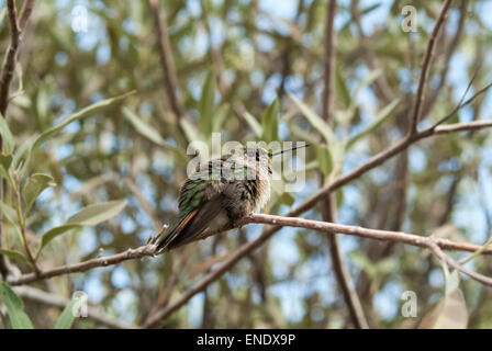 Broad-tailed hummingbird,Selasphorus platycercus, perched on a branch in Arizona in natural light. Medium shot Stock Photo