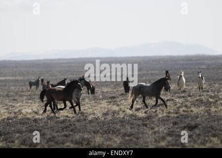 Wild horses in the Wyoming Desert in Autumn Stock Photo - Alamy