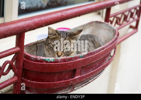Beautiful cat lying relaxed in a red metal basket Stock Photo