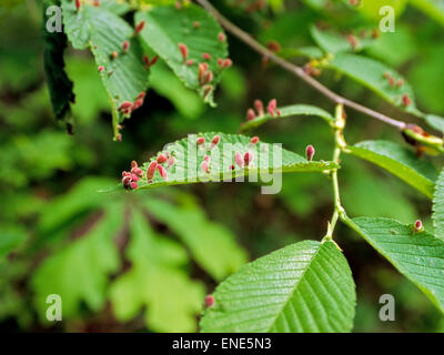 Finger galls, probably caused by Eriophyid mites, on an elm leaf Stock Photo