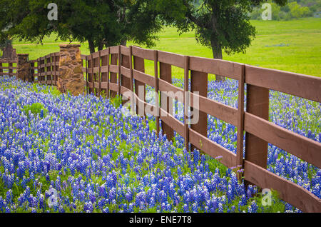 Ranch fence in the Texas Hill Country, surrounded by bluebonnets Stock Photo