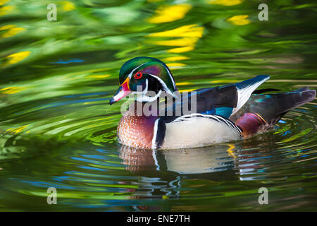 The wood duck or Carolina duck (Aix sponsa) is a species of perching duck found in North America. Stock Photo