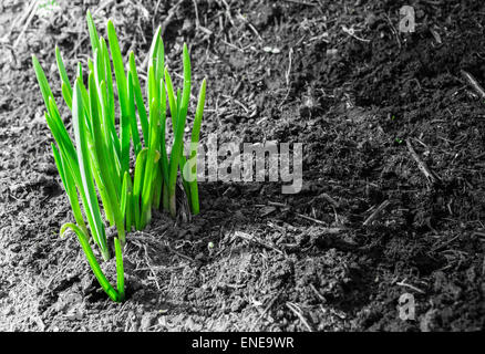 Fresh green shoots of early plant life emerging from muddy spring soil Stock Photo