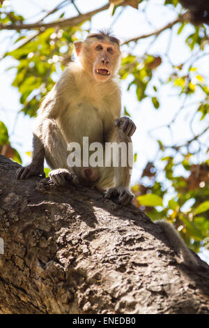 Monkey sitting on tree in jungle Stock Photo