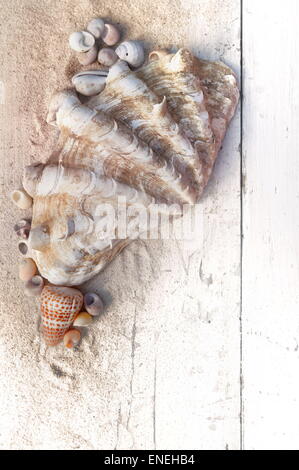 giant clam with other little seashells in sand on a white plank Stock Photo